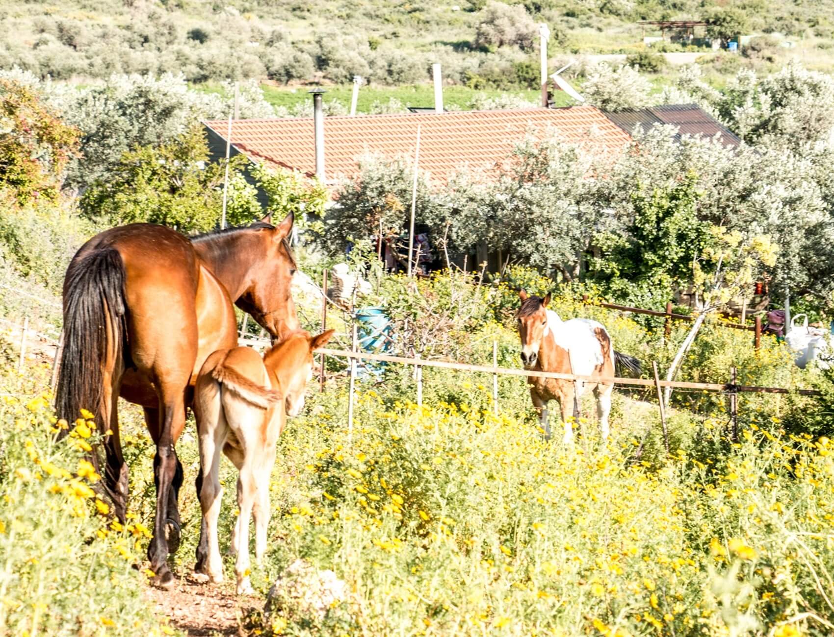 בשביל האושר - סוסים וריינג'ר